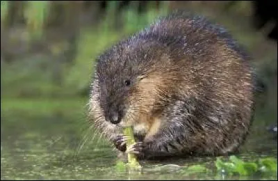 Quel est ce rongeur ?