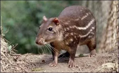 Quel est ce rongeur ?