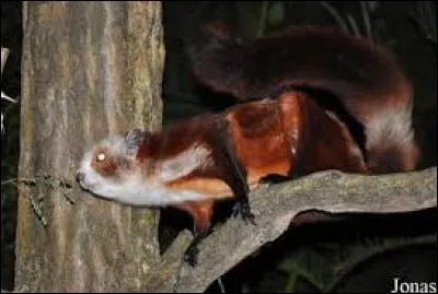 Quel est ce rongeur ?