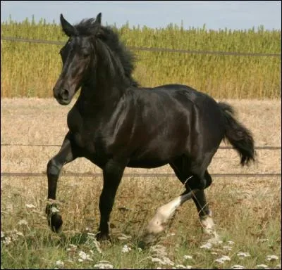 Ce cheval est-il un Frison ?