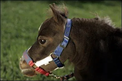 Quel est le plus petit poney ?