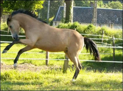 Quelle est la robe de ce cheval ?