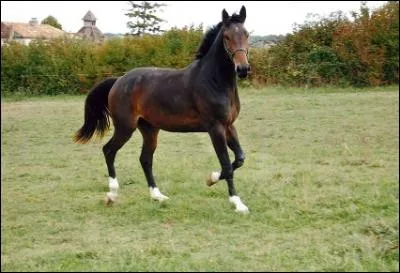Quelle est la race de ce cheval ?