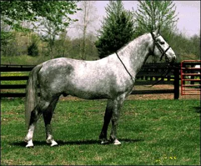 Combien de temps environ vivent les chevaux ?