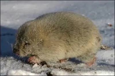 Quel est ce rongeur ?