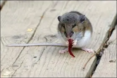 Quel est ce rongeur ?