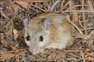 Quel est ce rongeur ?