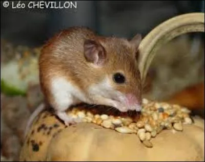 Quel est ce rongeur ?