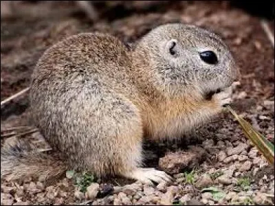 Quel est ce rongeur ?