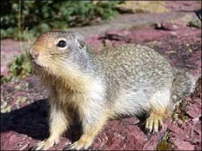 Quel est ce rongeur ?