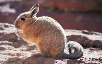 Quel est ce rongeur ?