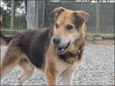 Très fatigué de votre semaine, vous vous êtes réveillé à midi. Oui mais voilà, votre chien a eu une envie très pressante et n'a vraiment pas pu se retenir. Il a fait pipi devant la porte ! 
Vous nettoyez avec :