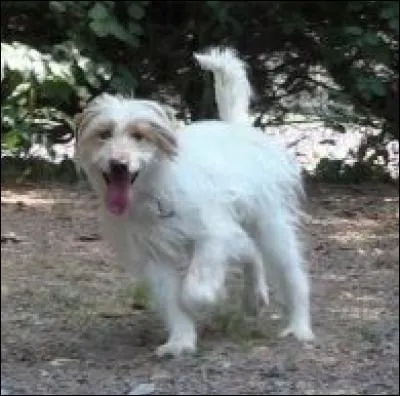 Il tombe des cordes. Vous et votre chien vous ennuyez fermement, quand il vous vient l'idée saugrenue de compter ses dents. Vous en dénombrez :