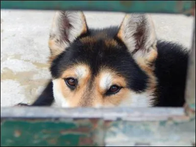 C'est une grande première pour votre chien, il découvre l'océan et adore se baigner.
Une fois sa baignade terminée, vous devez :