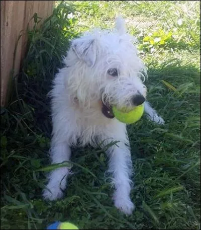 Vous lisez un article sur ces charmantes bestioles que sont le dirofilaria, le ténia et l'ascaris. Paniqué, vous courez chez votre pharmacien (votre vétérinaire est en vacances) qui vous explique que :