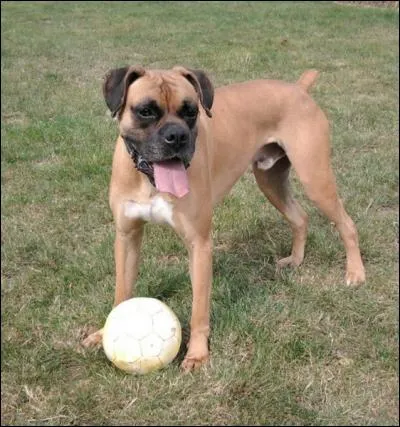 Votre pharmacien vous conseille alors de vermifuger votre boule de poils :