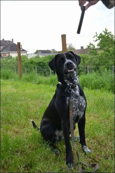 Comme tous les soirs, vous vous accordez un instant privilégié de jeu avec votre chien.
Vous lui lancez :