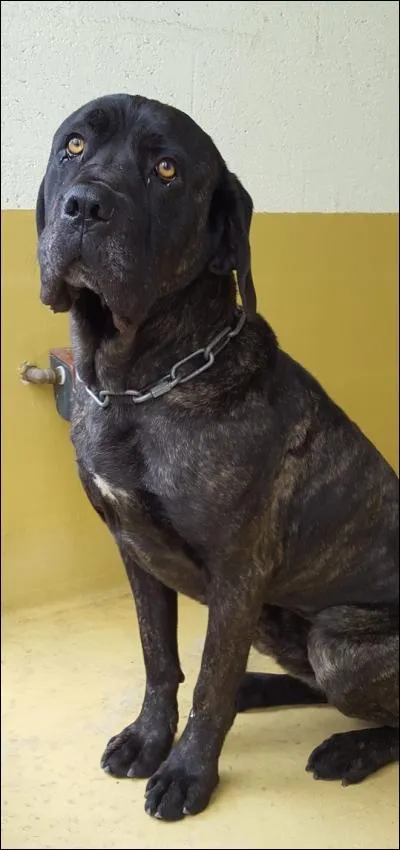 Votre chien remue la queue à en faire tomber vos bibelots qui sont sur la table basse.
Il exprime ainsi :