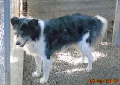 Machinalement, vous caressez votre chien sur la tête.
Pour votre compagnon :