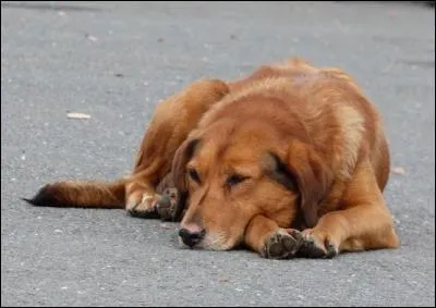 Votre chien adore vos papouilles, il en guide même votre main.
Pourtant, il faut éviter de le caresser :