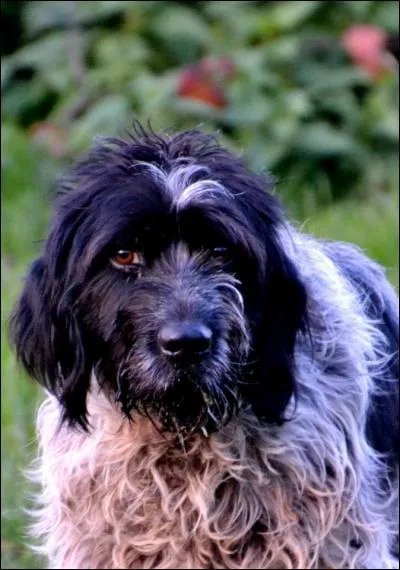 Une canicule est annoncée. Dans la mesure du possible, vous effectuerez les balades avec votre chien :