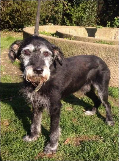 Afin de présenter votre nouveau compagnon à quatre pattes à vos voisins, vous organisez un apéritif. Parmi ces derniers, « monsieur je sais tout » vous apprend que le chien a été domestiqué :