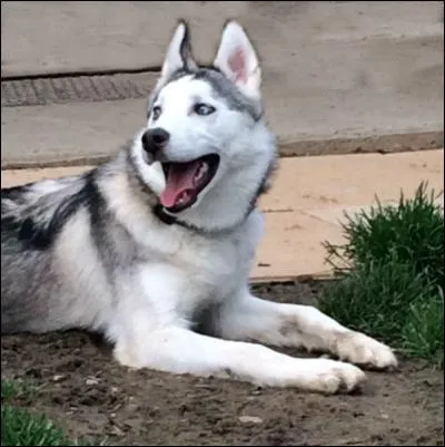 Quelques jours plus tard, vous croisez « monsieur je sais tout » en larmes. Son chien a été victime d'un coup de chaleur fatal. Honteux, il vous explique :