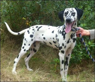 Le dogue allemand de votre belle-mère est très fougueux et a la sale manie de piquer un sprint juste avant et juste après son repas. Même si vous n'appréciez pas forcement votre belle-mère, vous la mettez en garde contre :