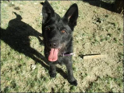 Le dogue allemand de votre belle-mère veut chaparder le jouet favori de votre chien. Ce dernier émet un grognement insistant. Vous vous dites que :