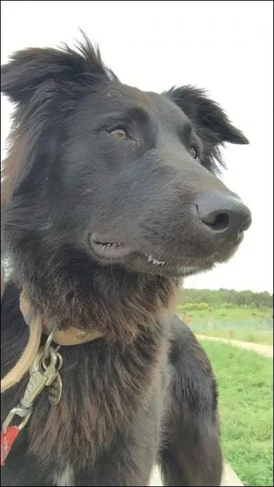 Vous remarquez que la truffe de votre chien est chaude et sèche :