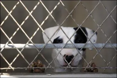 Votre chien est intelligent, vous n'en doutiez pas. Selon le psychologue canadien Stanley combien existe-t-il de formes d'intelligence chez le chien ?