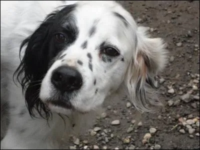 Toujours selon ce psychologue, quel type d'intelligence ne possède pas votre chien ?