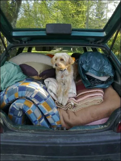 Une enquêtrice du refuge vient vous rendre visite et vous divulgue que votre boule de poils, comme .. des animaux abandonnés a subi des maltraitances de la part de ses anciens maîtres.