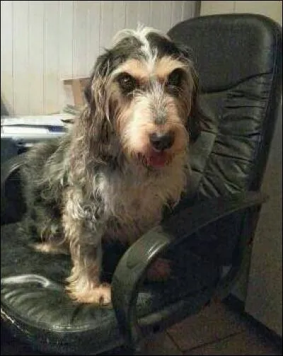 Dès votre retour, vous dévorez tous les sites consacrés aux chiens.
Vous apprenez ainsi que le chien fait partie de la famille des :