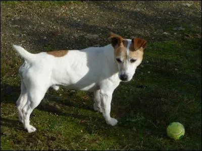 Vous apprenez aussi que, selon la Fédération Cynologique Internationale, la grande famille de l'espèce canine est divisée en :