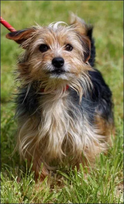 Un ami vous conseille de prendre un rendez-vous chez le vétérinaire car votre nouveau compagnon se gratte frénétiquement l'oreille. Le verdict tombe : C'est une gale des oreilles due :