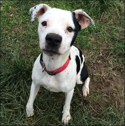 Par rapport à vous, quel sens, parmi les trois suivants est le moins développé chez votre compagnon à quatre pattes ?