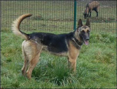 Mais au fait, sachant que votre boule de poils a 7 ans et pèse 33 kg, quel est son âge en équivalent humain ?