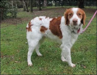 Vous vous êtes absenté, laissant seul votre chien à la maison. A votre retour, celle-ci est un champ de ruines. Vous vous demandez pourquoi votre chien a dévasté votre domicile :