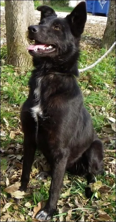 Chez votre compagnon à quatre pattes, quel est le sens le moins développé ?