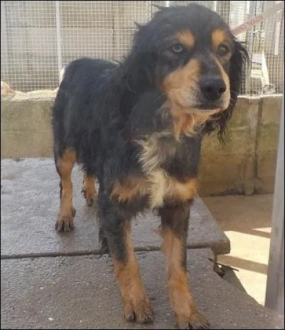 Lors de votre promenade, votre chien qui a trouvé une charogne se roule dessus avec allégresse, cela signifie :