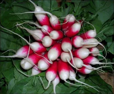 Comment s'appelle ce lgume ?