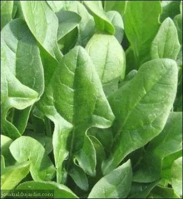 Comment s'appelle ce lgume ?