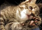 Quiz Les animaux