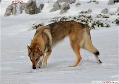 Quel est cet animal ?