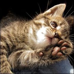 Quiz Animaux