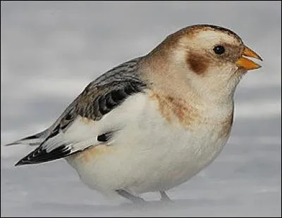 Quel est ce bruant qui hiverne sur les côtes nord de la France ?