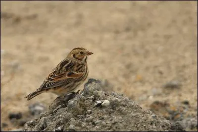 Quel est ce bruant visible en France de septembre à mars dans les champs et les prés côtiers ?