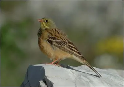 Quel est ce bruant, très apprécié en cuisine, qui fut le dernier repas de François Mitterrand ?