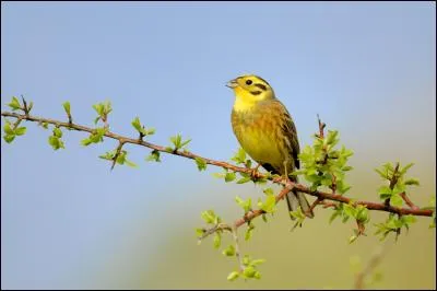Quel est ce bruant que l'on peut observer en France toute l'année ?